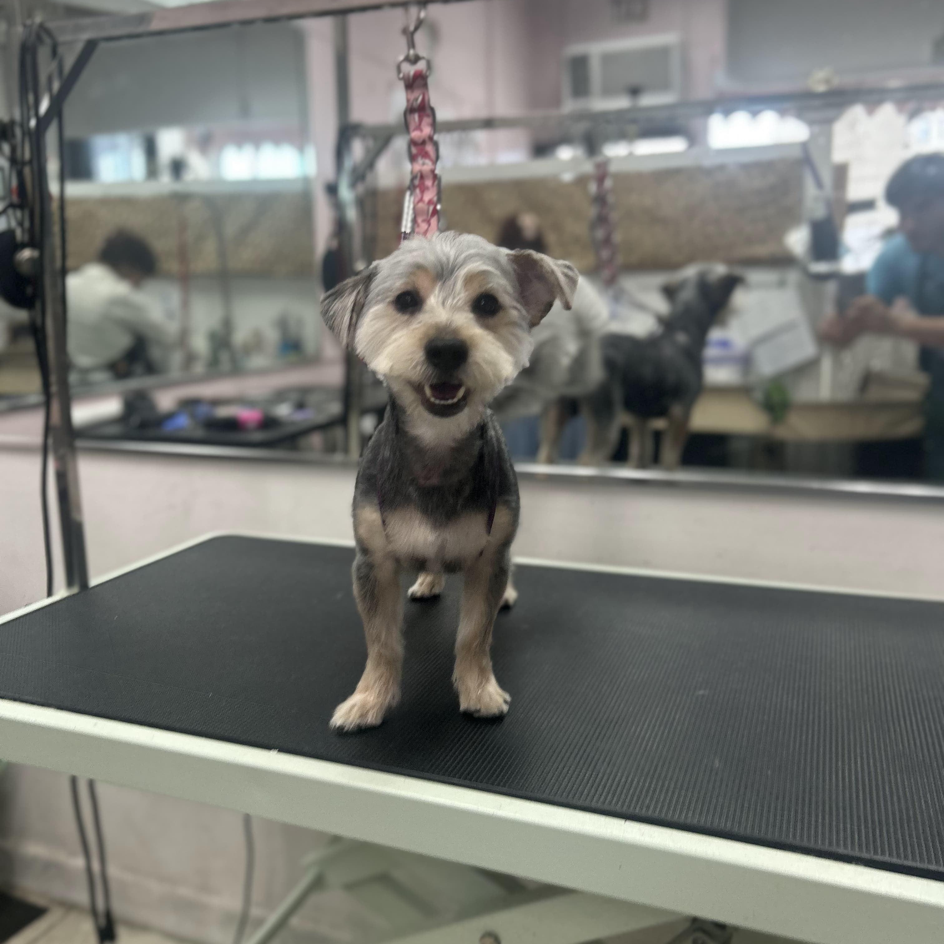 Enlarge Teddy Ruxpin, a ADOPTABLE mixed breed in New York, NY image 1/3