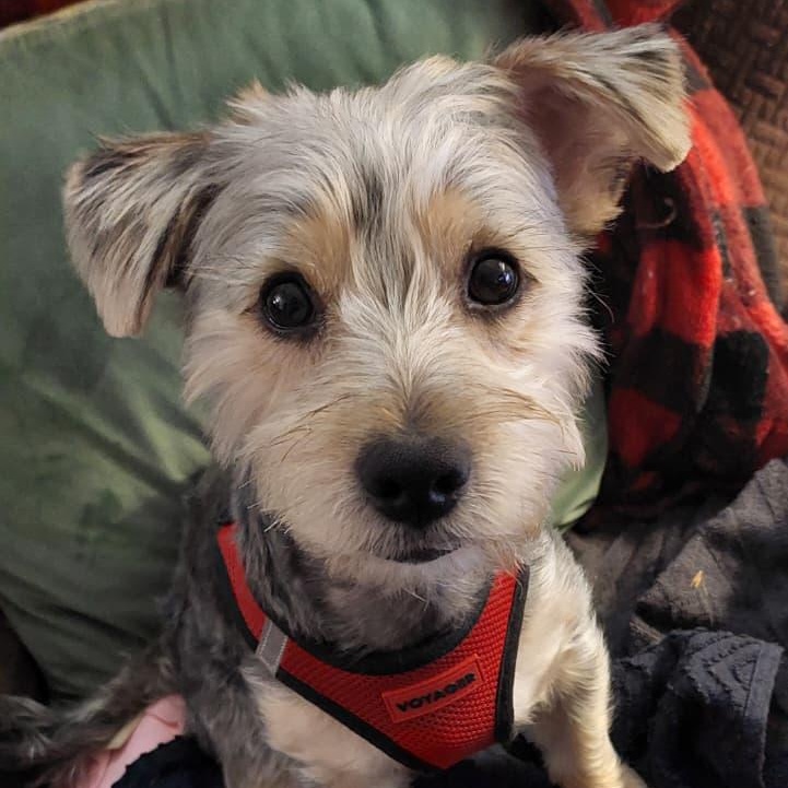 Enlarge Teddy Ruxpin, a ADOPTABLE mixed breed in New York, NY image 2/3