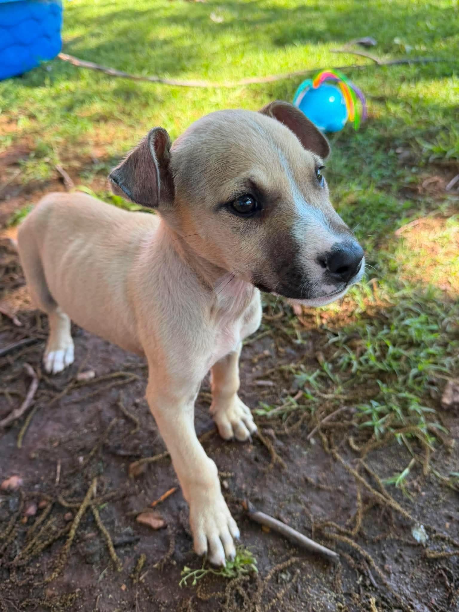 Buzz, ADOPTABLE, Puppy Male Mastiff.