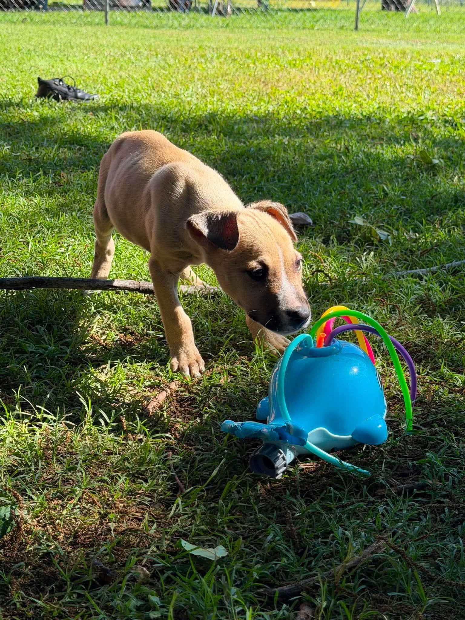 Enlarge Buzz, a ADOPTABLE mixed breed in Wichita Falls, TX image 2/2
