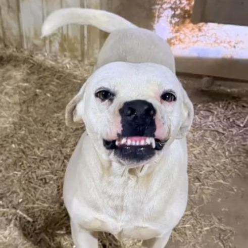 Smiley, Adoptable, Adult Female Pointer & Mixed Breed.