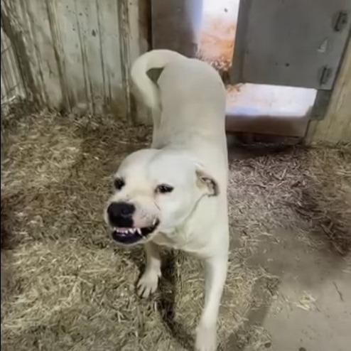 Enlarge Smiley, a Adoptable mixed breed in Hackett, AR image 2/6