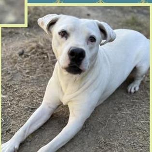 Enlarge Smiley, a Adoptable mixed breed in Hackett, AR image 1/2