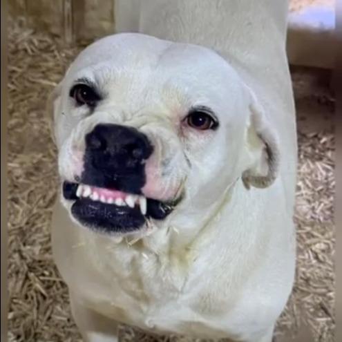 Enlarge Smiley, a Adoptable mixed breed in Hackett, AR image 4/6