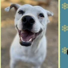 Enlarge Smiley, a Adoptable mixed breed in Hackett, AR image 2/2