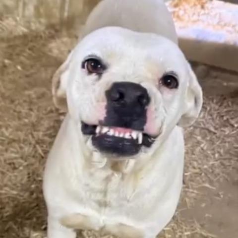 Enlarge Smiley, a Adoptable mixed breed in Hackett, AR image 6/6