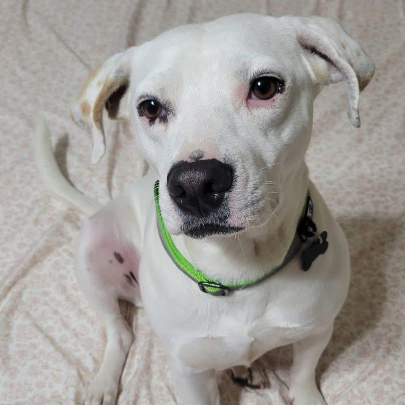 Smiley *, a Adoptable mixed breed in Hackett, AR image 6/6