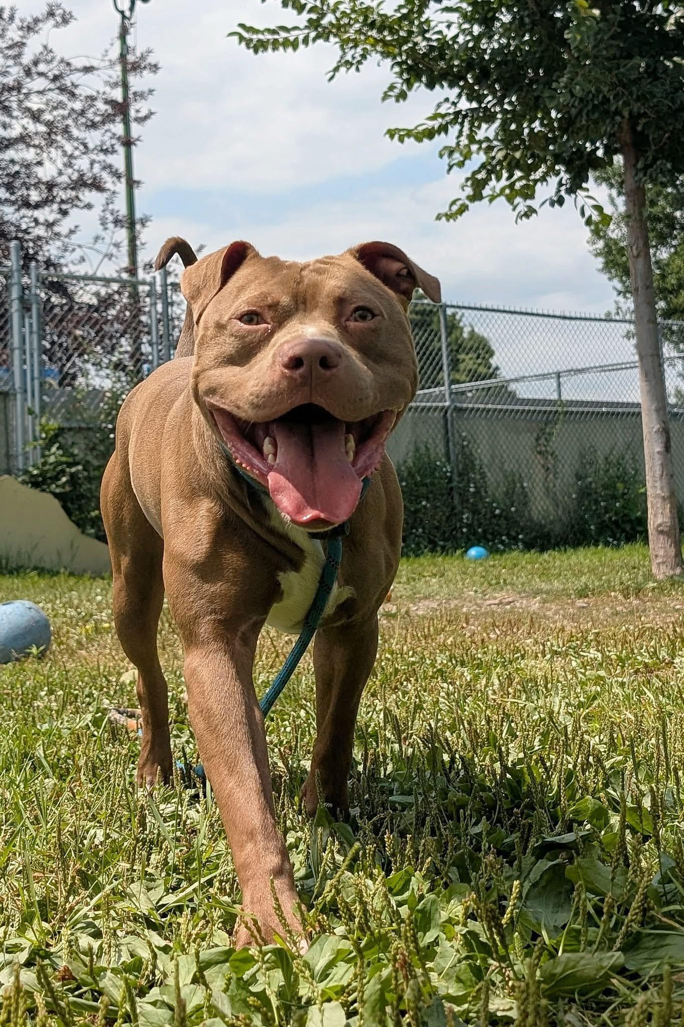 Norbert, a ADOPTABLE Pit Bull Terrier in Chicago, IL image 2/5