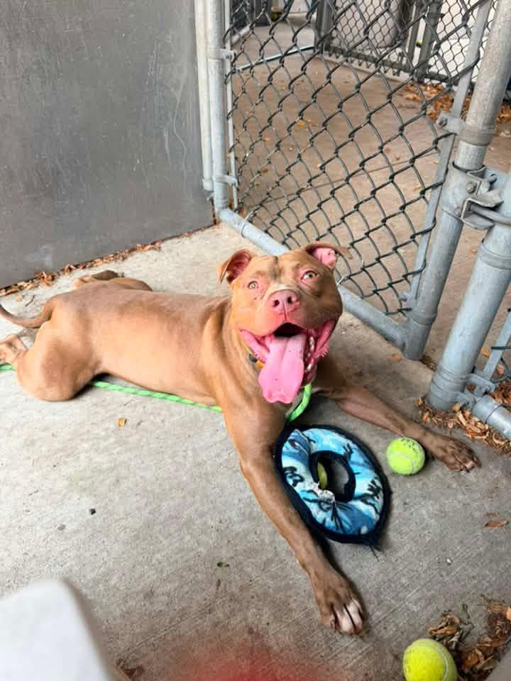 Norbert, a ADOPTABLE Pit Bull Terrier in Chicago, IL image 4/5