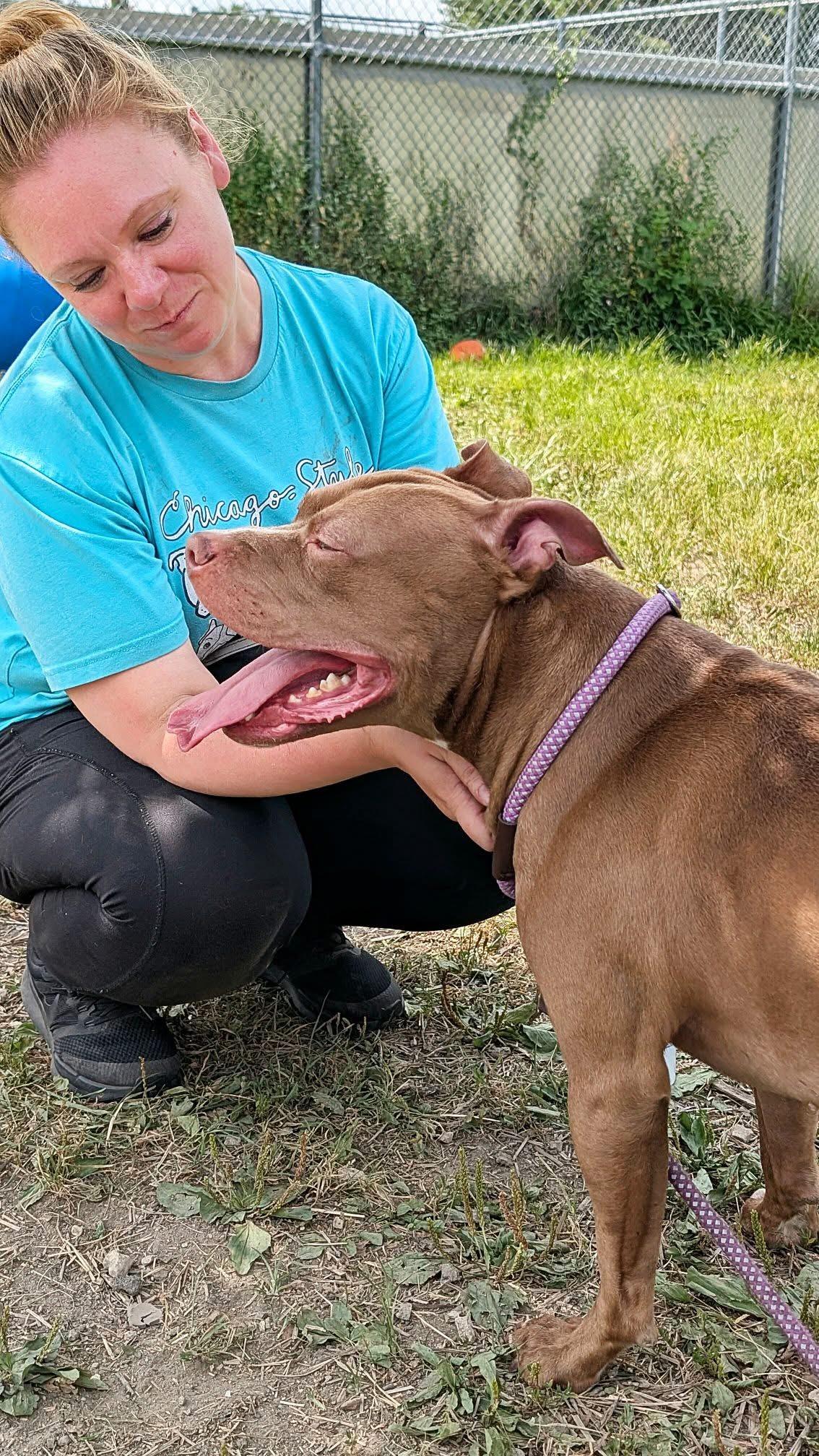 Norbert, a ADOPTABLE Pit Bull Terrier in Chicago, IL image 3/5