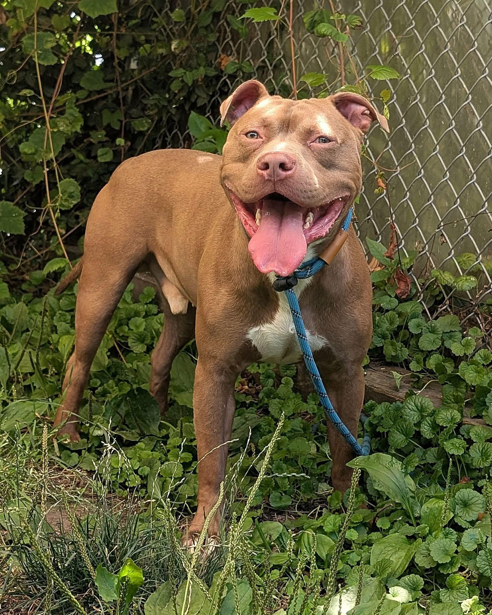 Norbert, ADOPTABLE, Young Male Pit Bull Terrier.