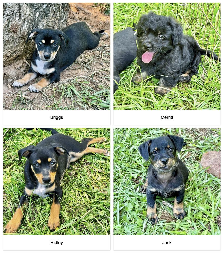 Enlarge The Tiny Gentlemen, a Adoptable mixed breed in Brattleboro, VT image 4/6