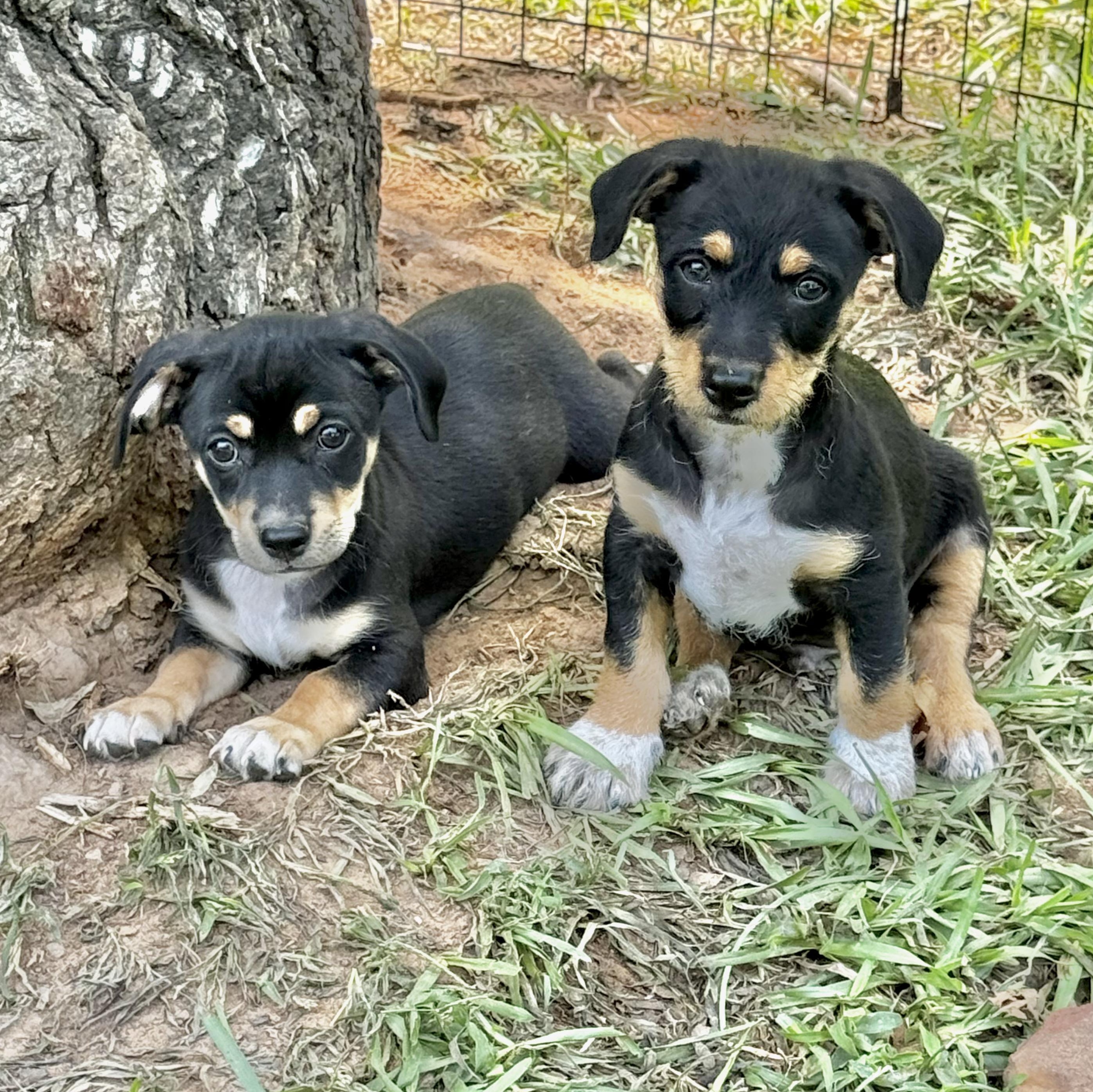 Enlarge The Tiny Gentlemen, a Adoptable mixed breed in Brattleboro, VT image 2/6