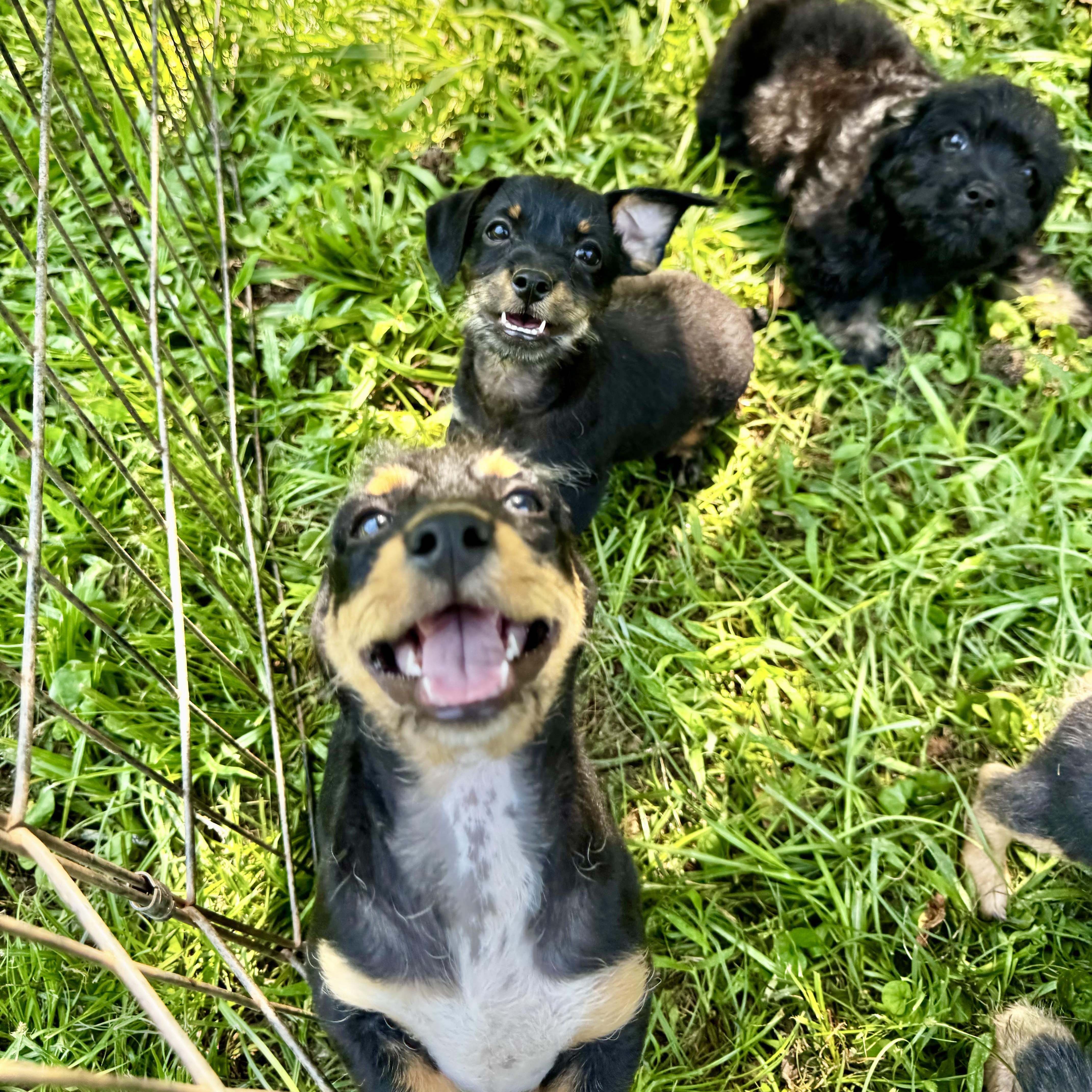 Enlarge The Tiny Gentlemen, a Adoptable mixed breed in Brattleboro, VT image 1/6