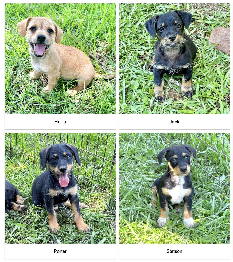 Enlarge The Tiny Gentlemen, a Adoptable mixed breed in Brattleboro, VT image 5/6