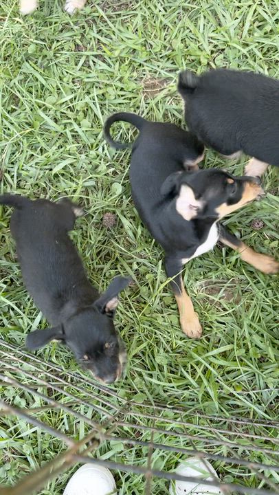 Enlarge The Tiny Gentlemen, a Adoptable mixed breed in Brattleboro, VT video 3/6