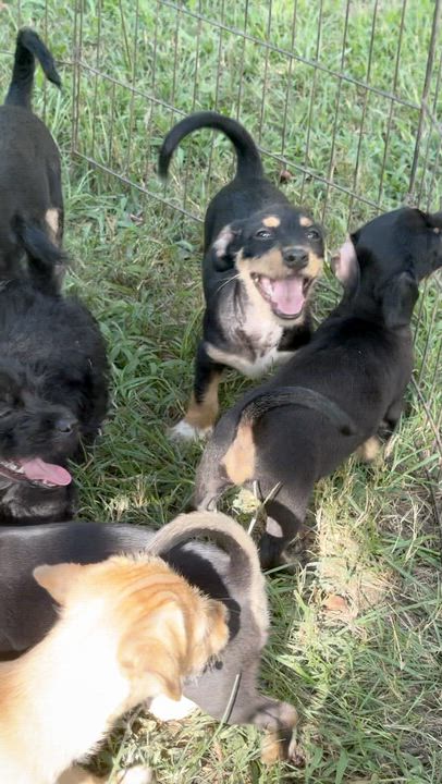 Enlarge The Tiny Gentlemen, a Adoptable mixed breed in Brattleboro, VT video 6/6