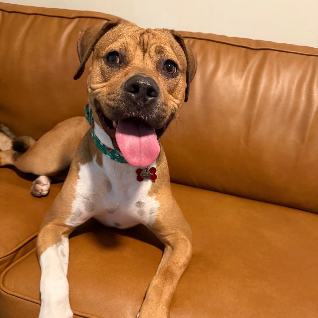 Sushi 1069, Adoptable, Adult Male Mixed Breed.