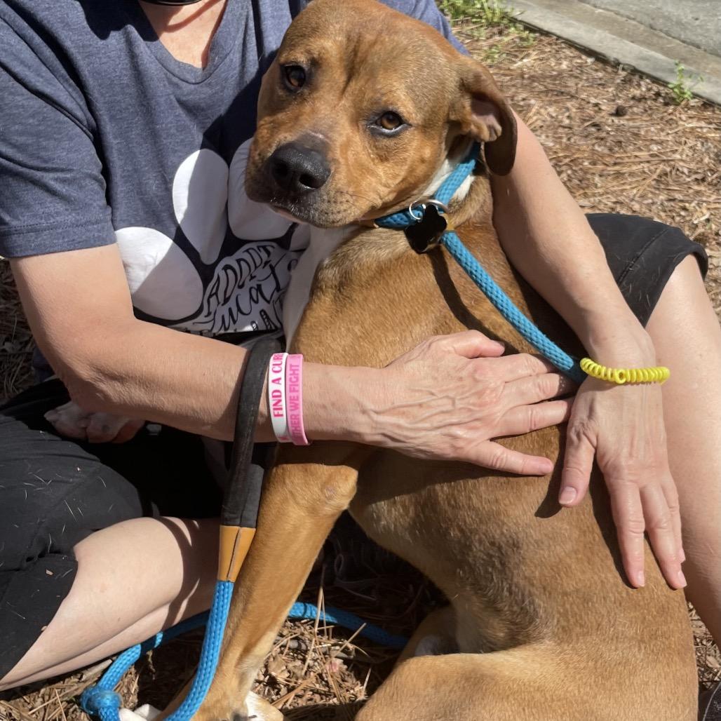 Enlarge Sushi 1069, a Adoptable Mixed Breed in Columbus, GA image 2/6