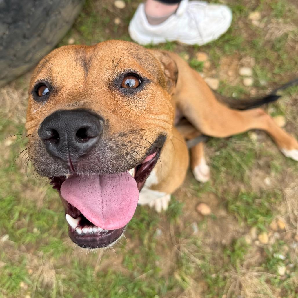 Enlarge Sushi 1069, a Adoptable Mixed Breed in Columbus, GA image 4/6