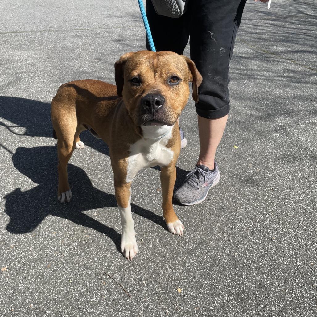 Enlarge Sushi 1069, a Adoptable Mixed Breed in Columbus, GA image 5/6
