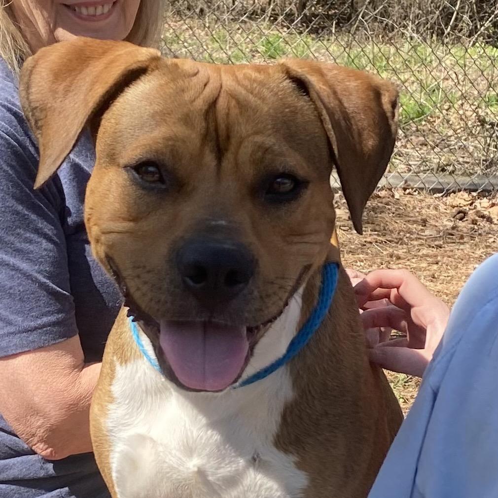 Enlarge Sushi 1069, a Adoptable Mixed Breed in Columbus, GA image 6/6