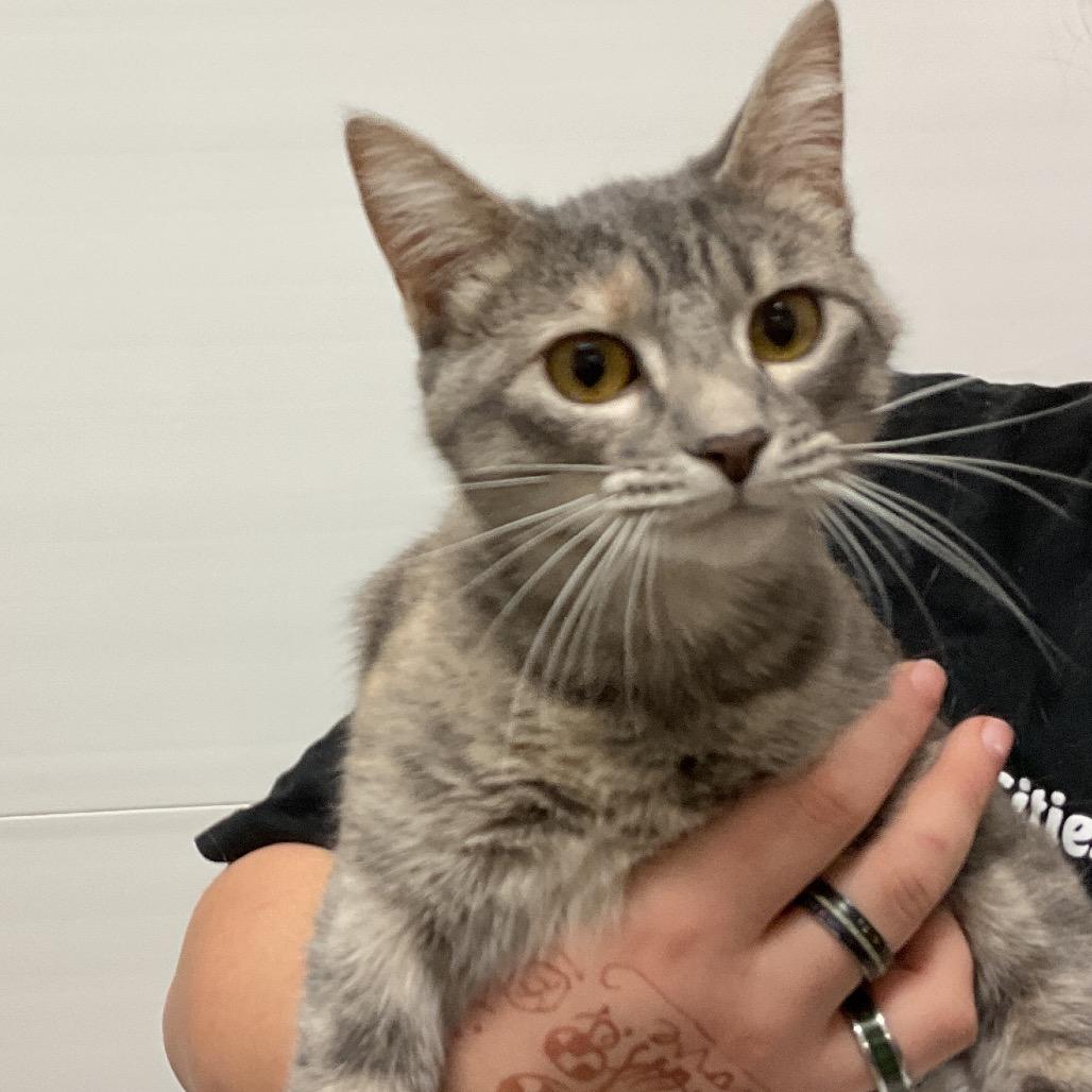 Enlarge Ladybug, a Adoptable Domestic Short Hair in Monroe, LA image 1/1