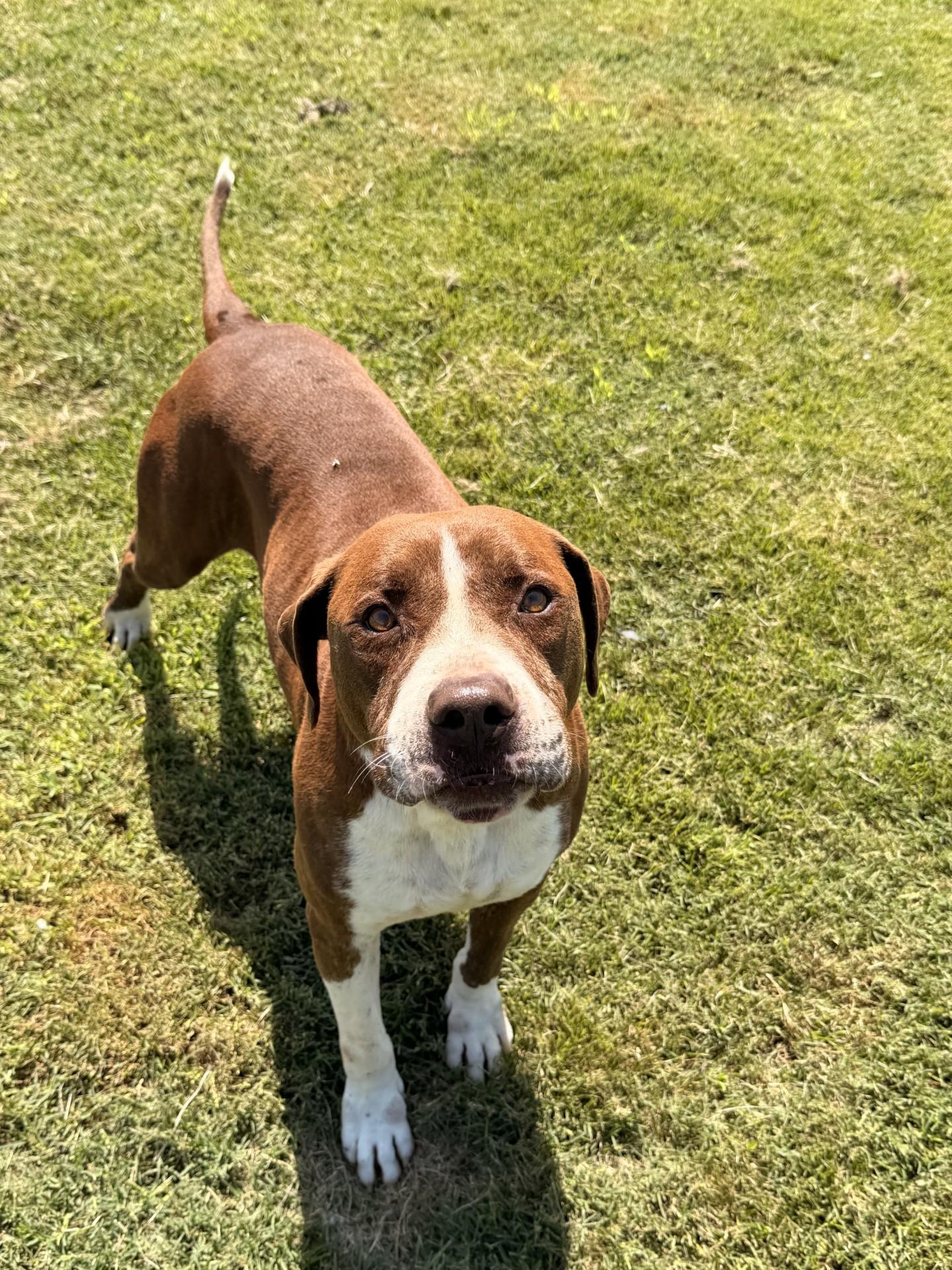 Enlarge Gatsby, a Adoptable mixed breed in Tullahoma, TN image 1/2