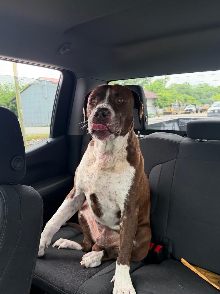 Enlarge Gatsby, a Adoptable mixed breed in Tullahoma, TN image 2/2