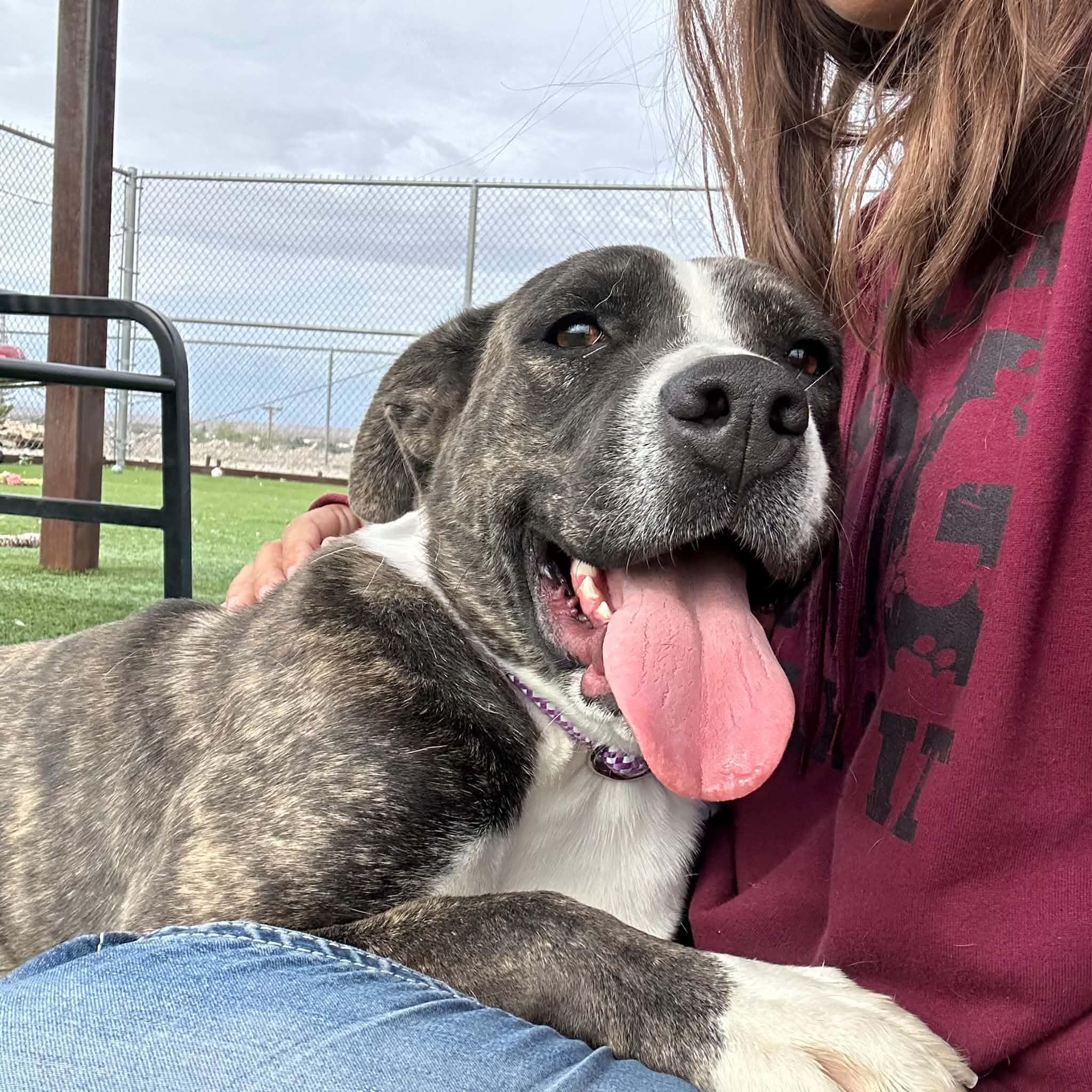 Enlarge Rob-bin, a Adoptable mixed breed in Truth or Consequences , NM image 4/6