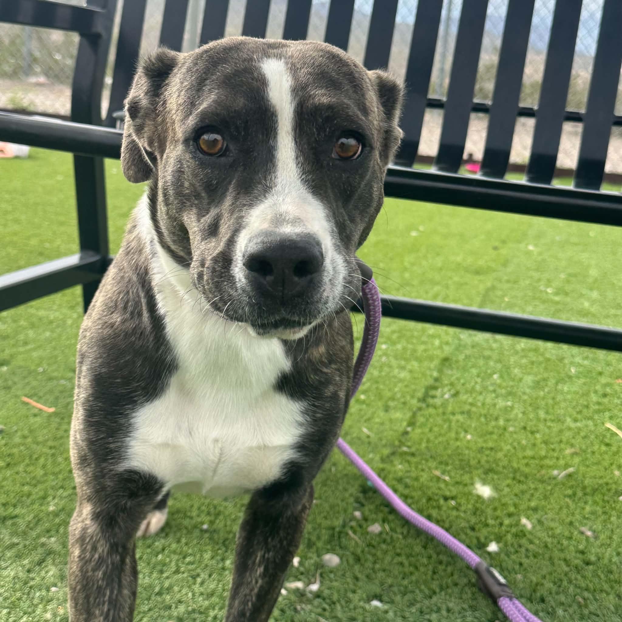 Enlarge Rob-bin, a Adoptable mixed breed in Truth or Consequences , NM image 3/6