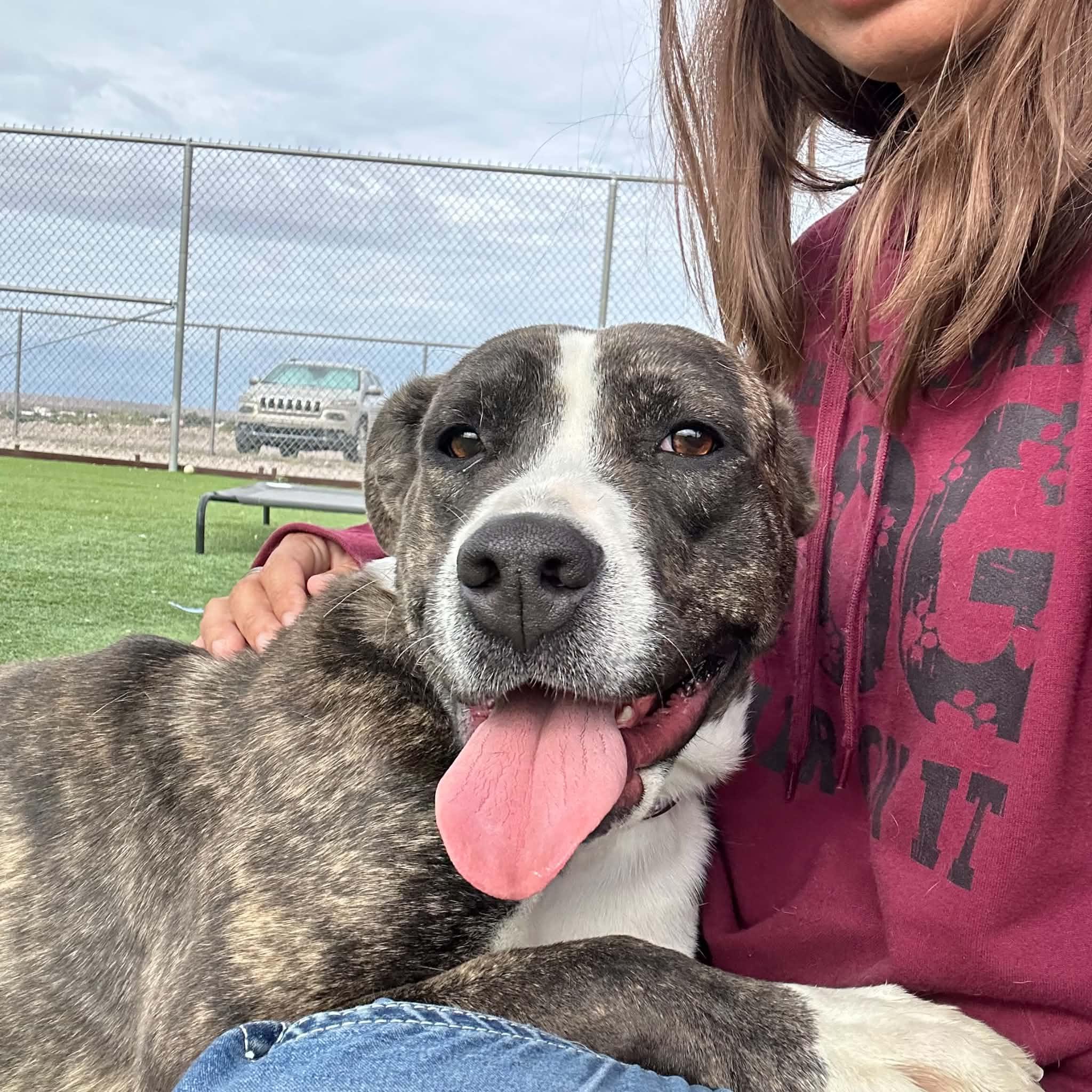 Enlarge Rob-bin, a Adoptable mixed breed in Truth or Consequences , NM image 5/6