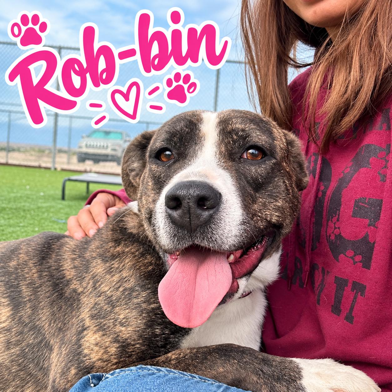 Rob-bin, Adoptable, Adult Female Pit Bull Terrier & Labrador Retriever.