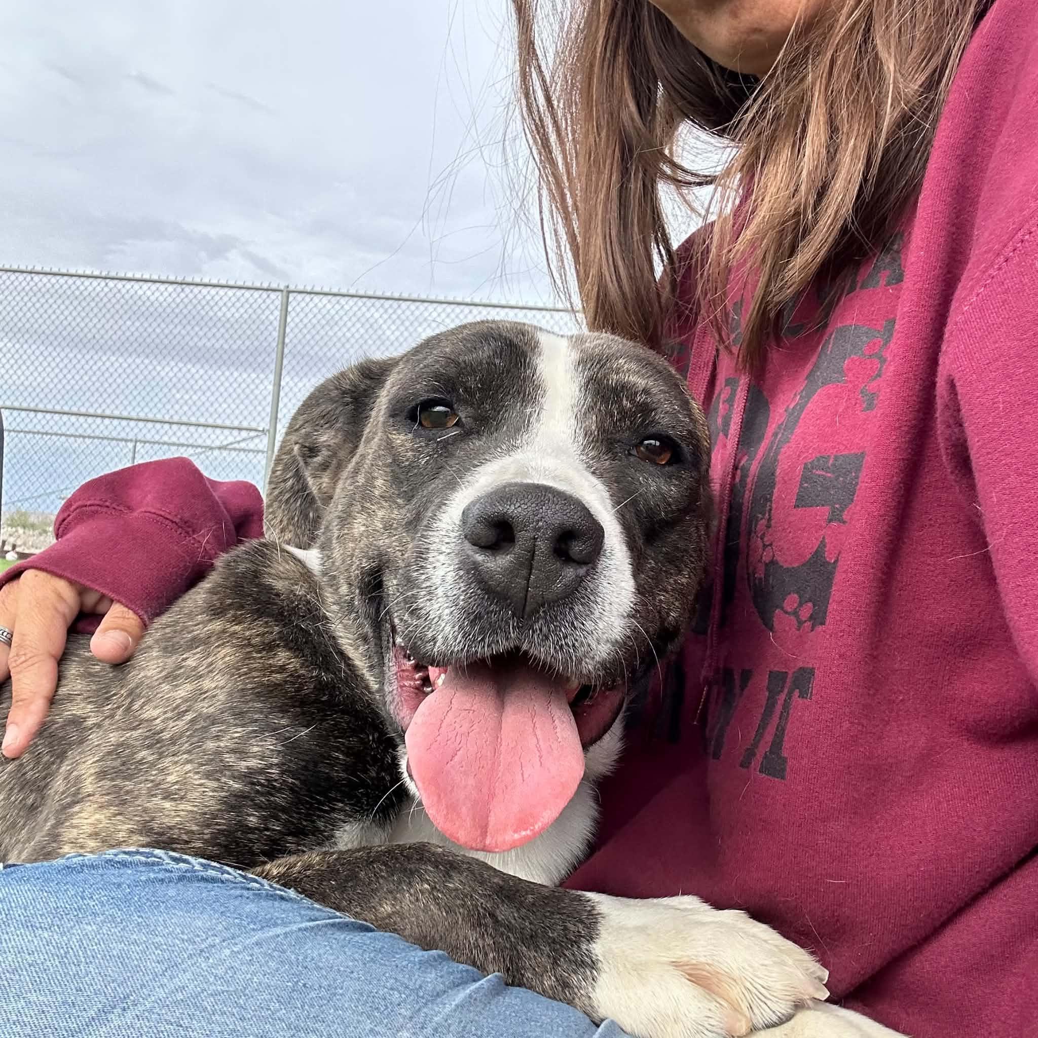 Enlarge Rob-bin, a Adoptable mixed breed in Truth or Consequences , NM image 6/6