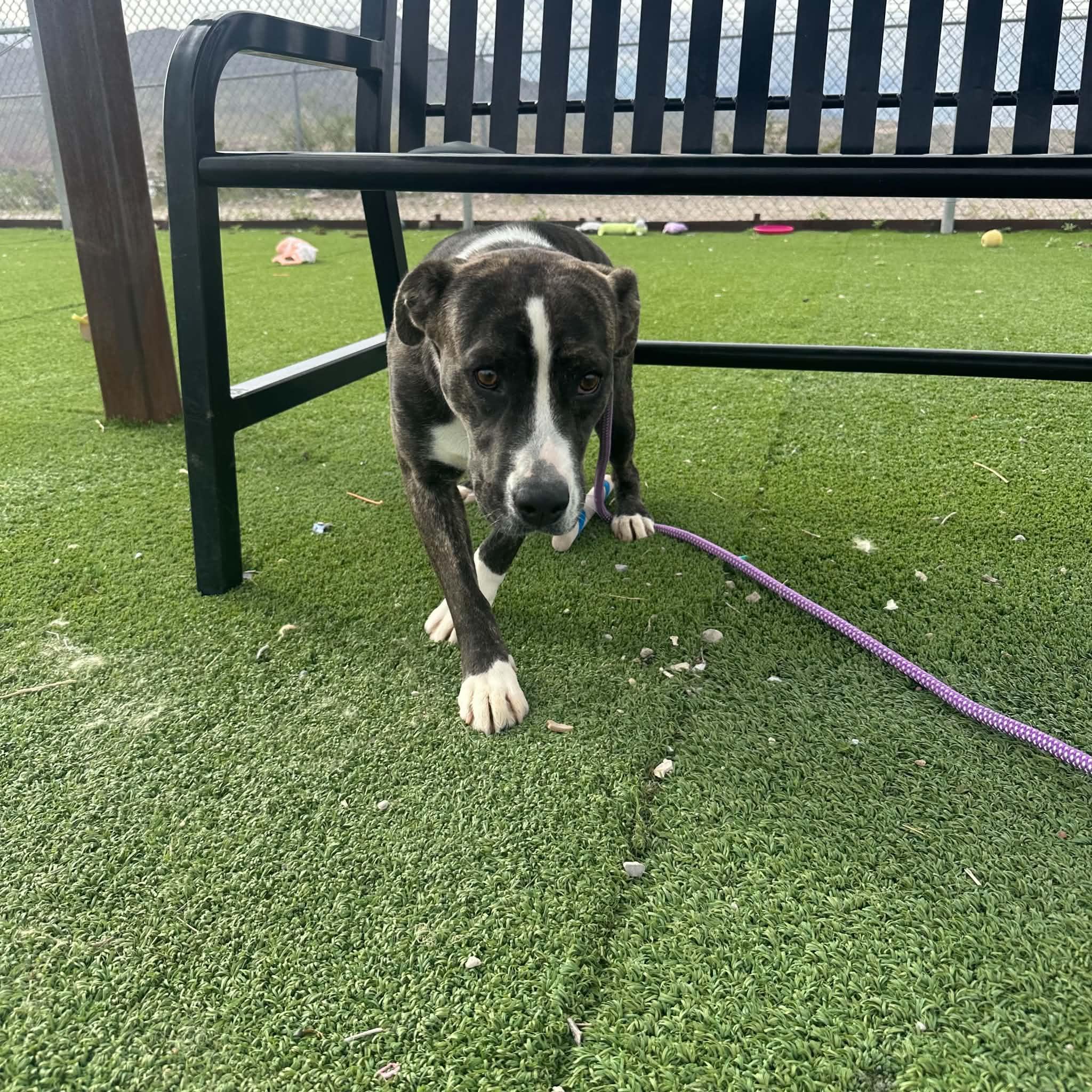 Enlarge Rob-bin, a Adoptable mixed breed in Truth or Consequences , NM image 2/6