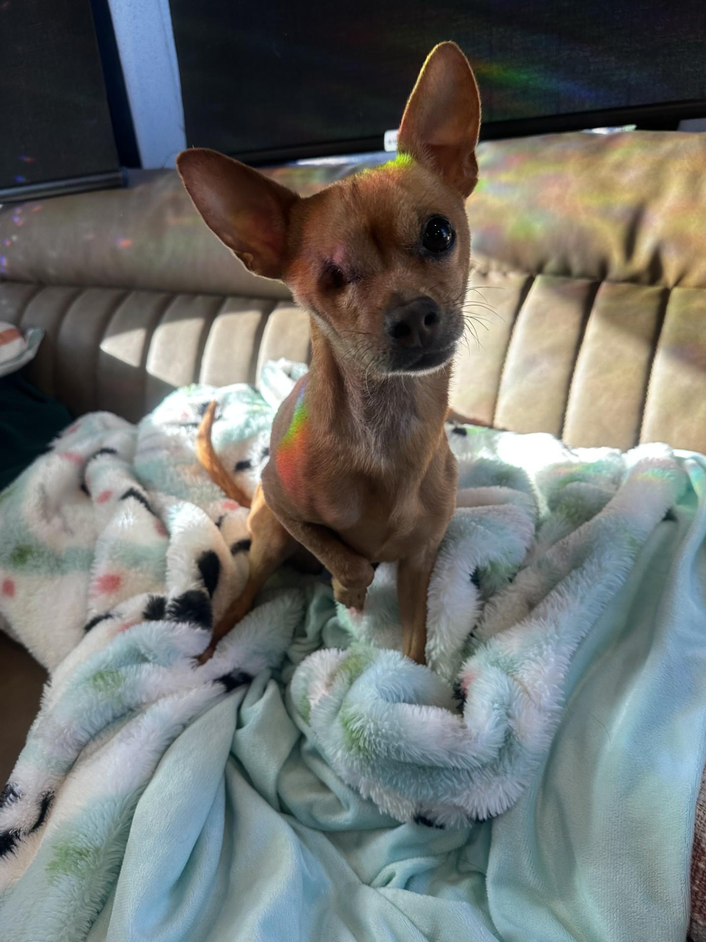 Jack, a Adoptable Chihuahua in Imperial Beach, CA image 1/3