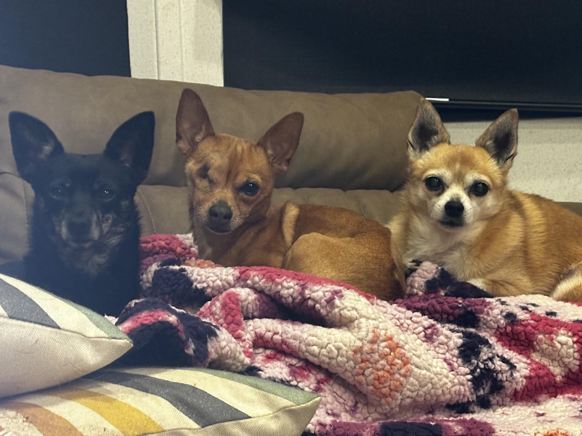 Jack, Adoptable, Adult Male Chihuahua.