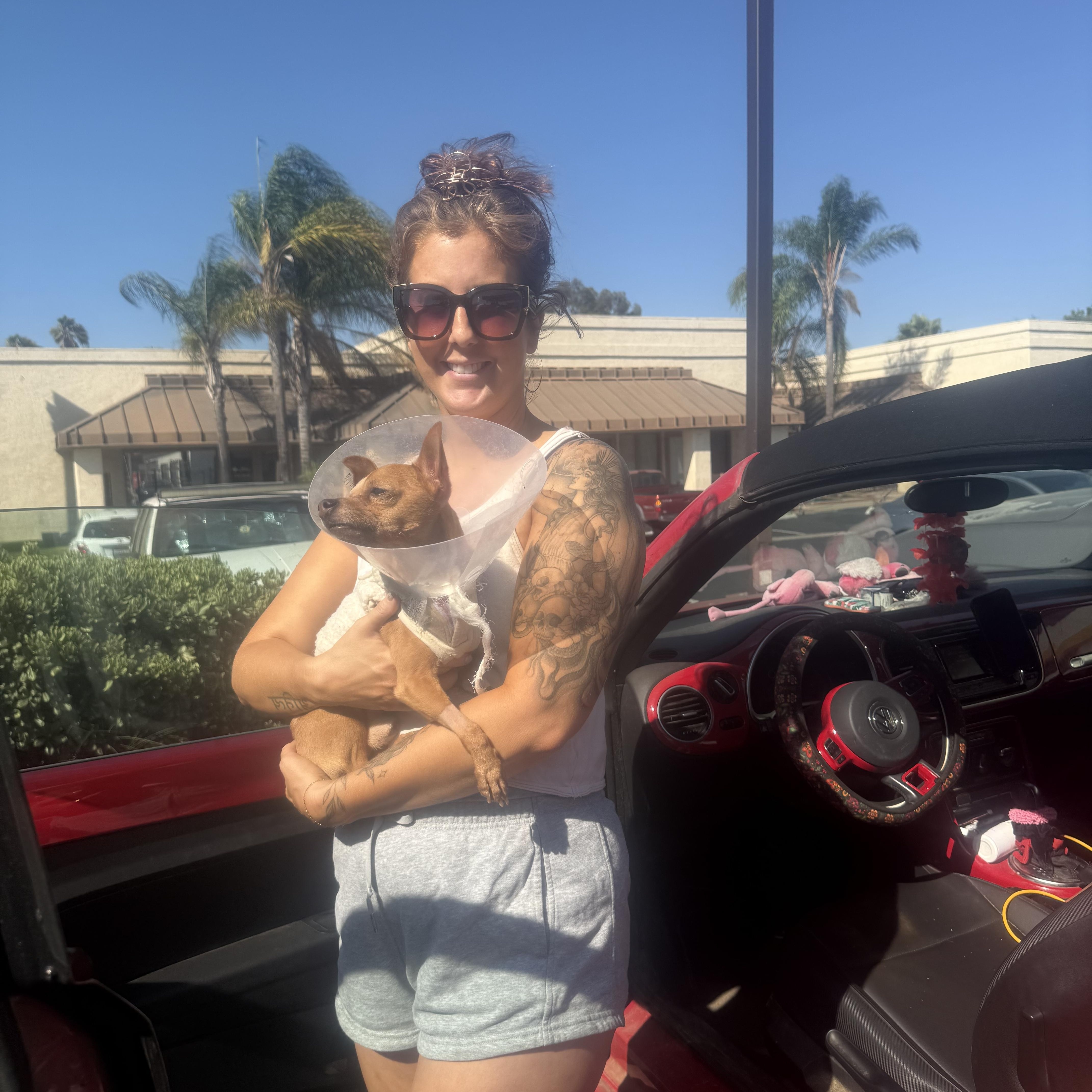 Jack, a Adoptable Chihuahua in Imperial Beach, CA image 2/3