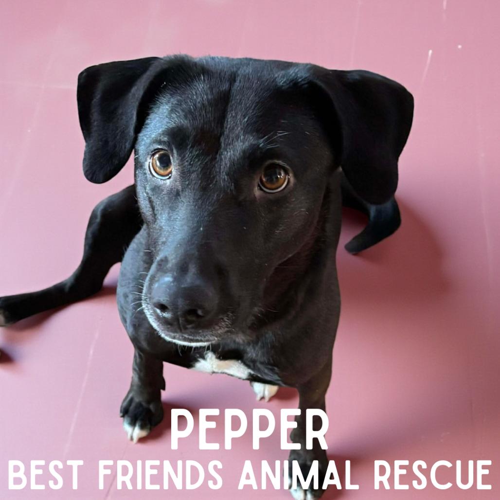 Enlarge Pepper, a Adoptable Labrador Retriever in Wasilla, AK image 1/2