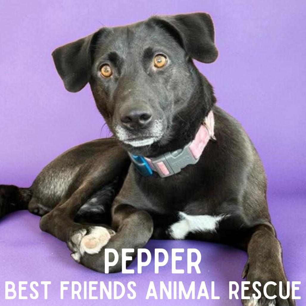 Enlarge Pepper, a Adoptable Labrador Retriever in Wasilla, AK image 2/4