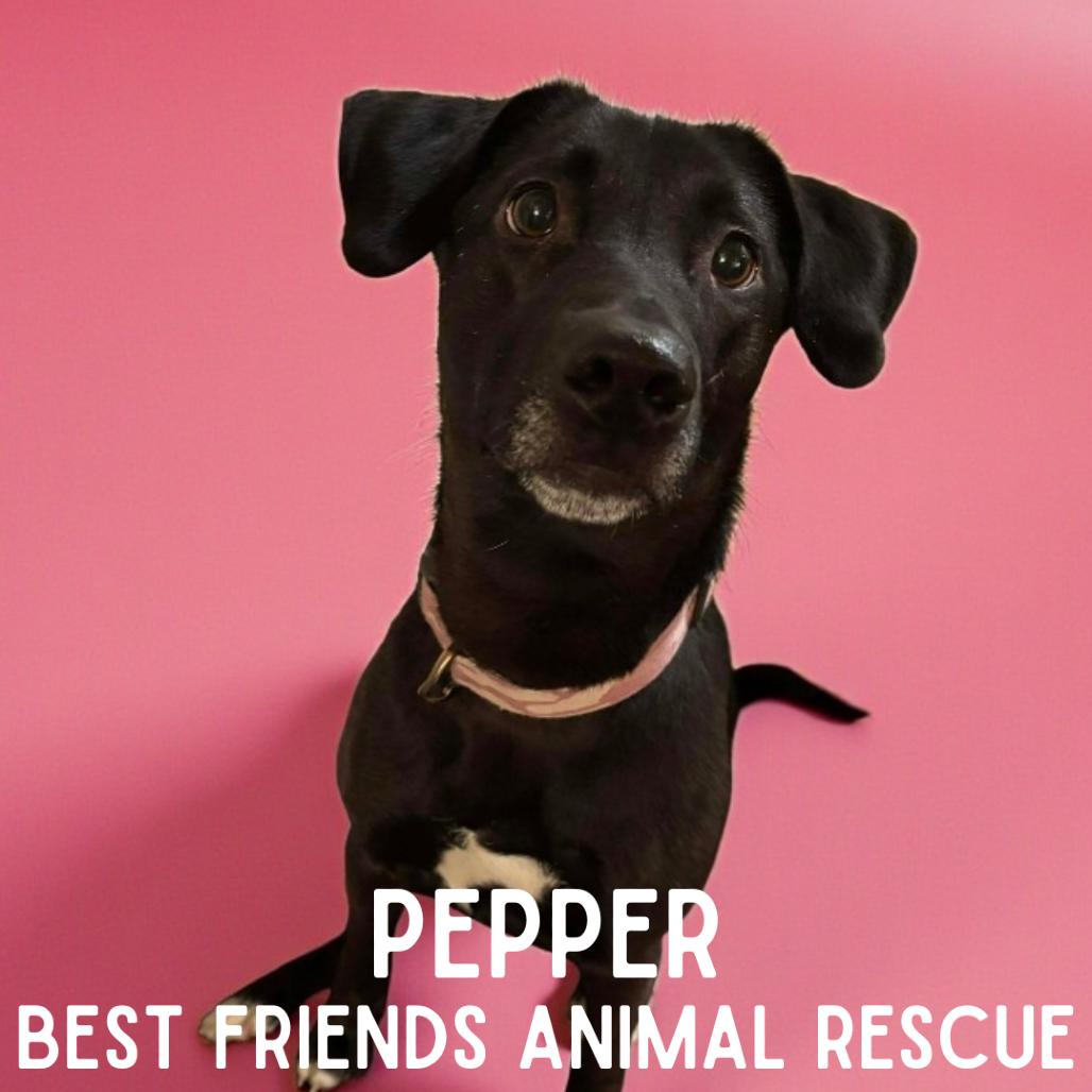 Enlarge Pepper, a Adoptable Labrador Retriever in Wasilla, AK image 2/3