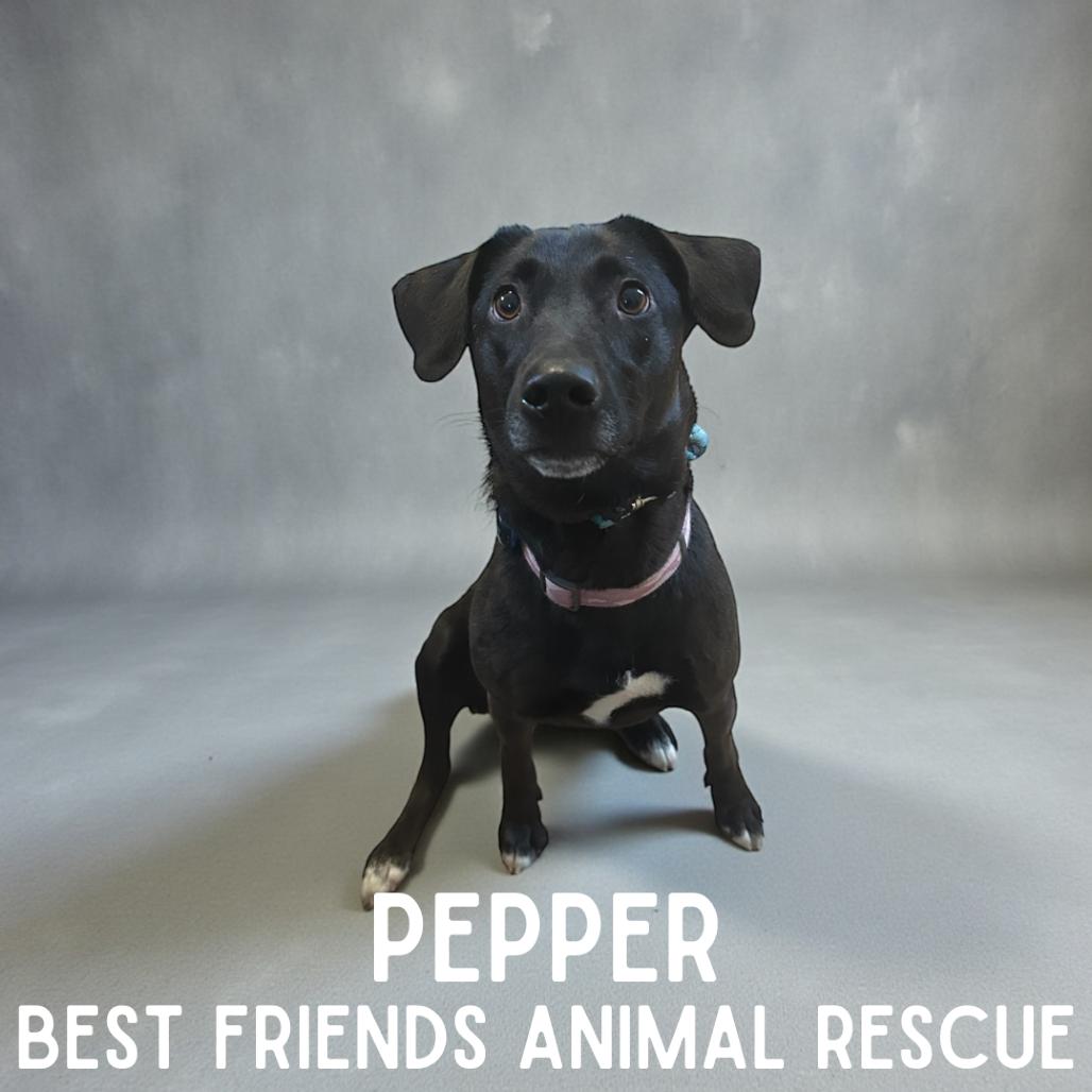 Enlarge Pepper, a Adoptable Labrador Retriever in Wasilla, AK image 2/2