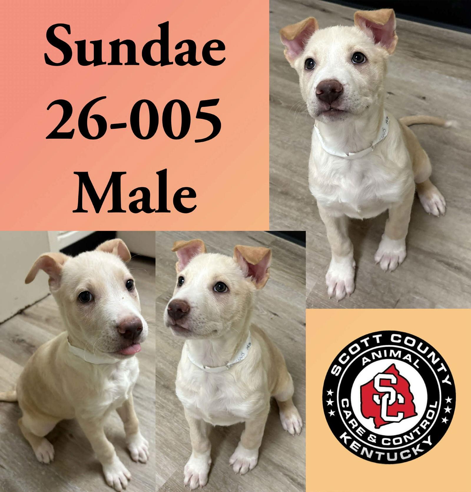 Sundae, Adoptable, Young Male Terrier.