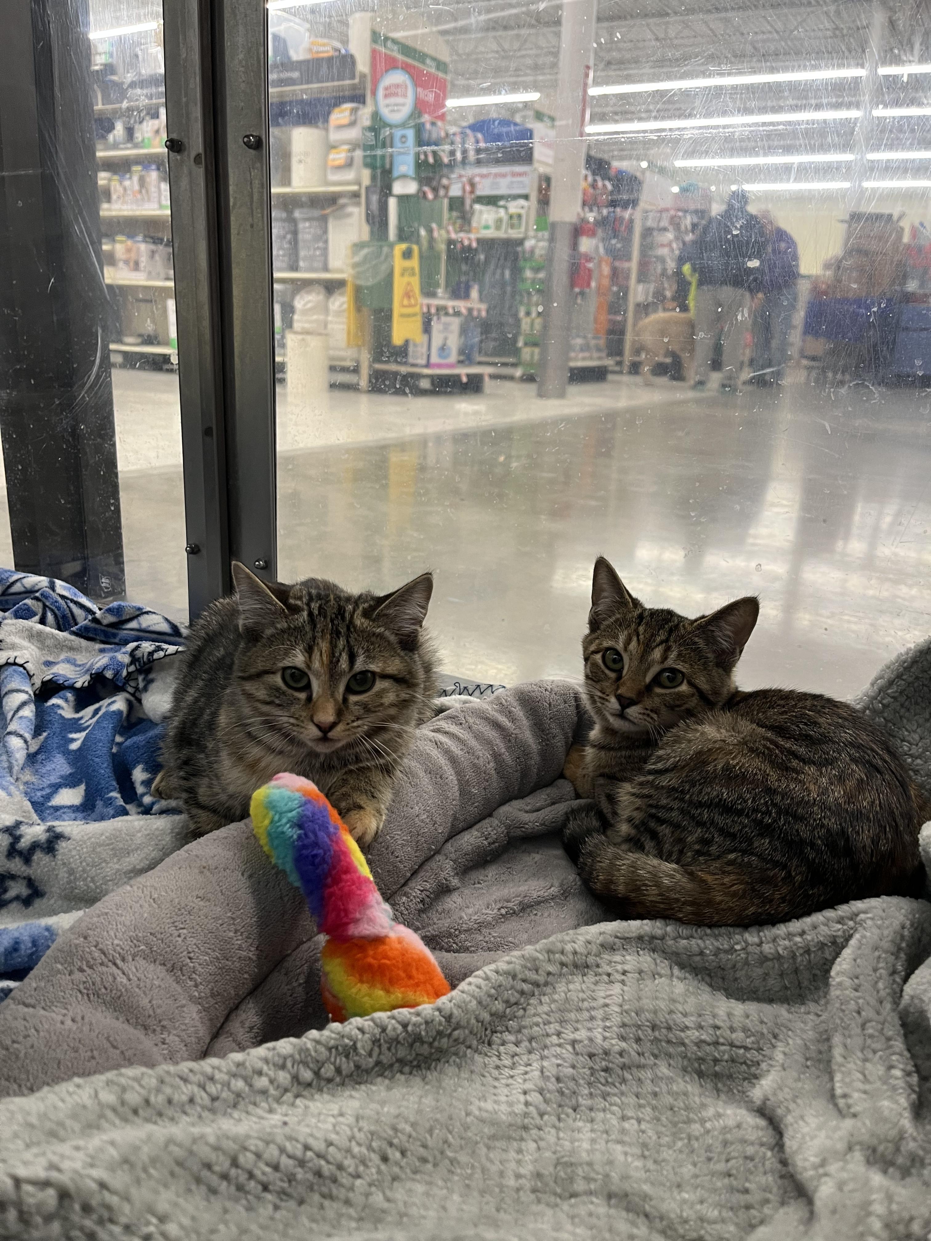 Enlarge Mika & Mira, a ADOPTABLE Domestic Short Hair in Grove City, OH image 4/4