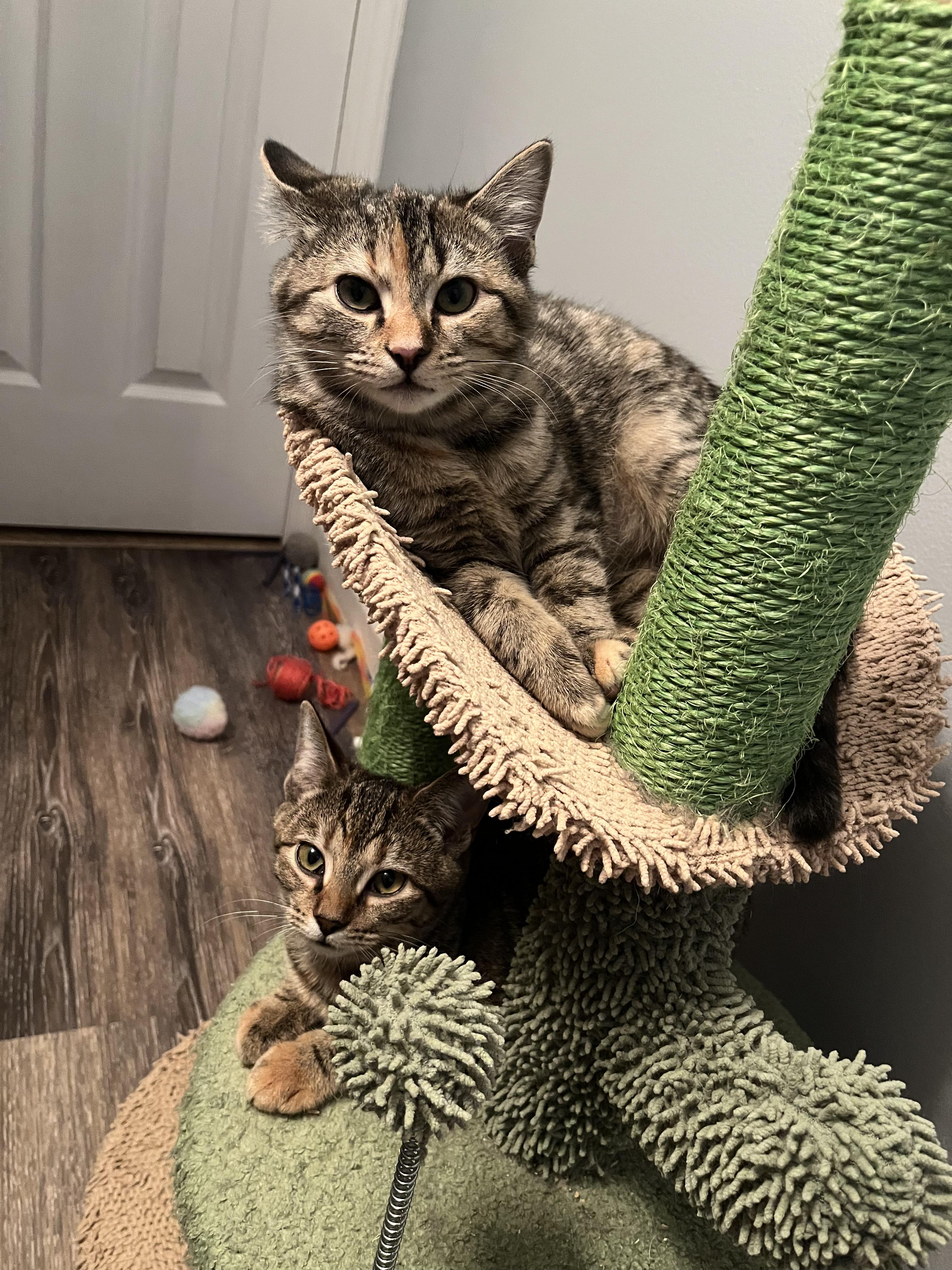 Mika & Mira, ADOPTABLE, Young Female Domestic Short Hair.