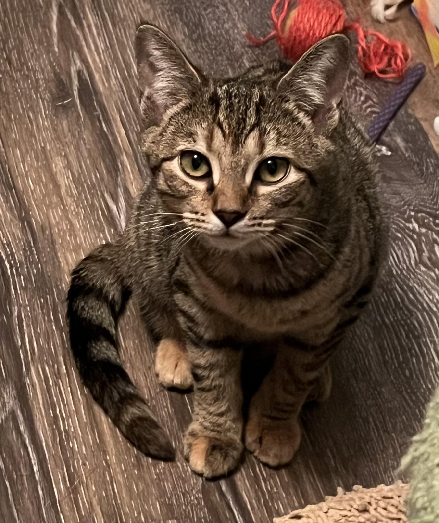 Enlarge Mika & Mira, a ADOPTABLE Domestic Short Hair in Grove City, OH image 2/4