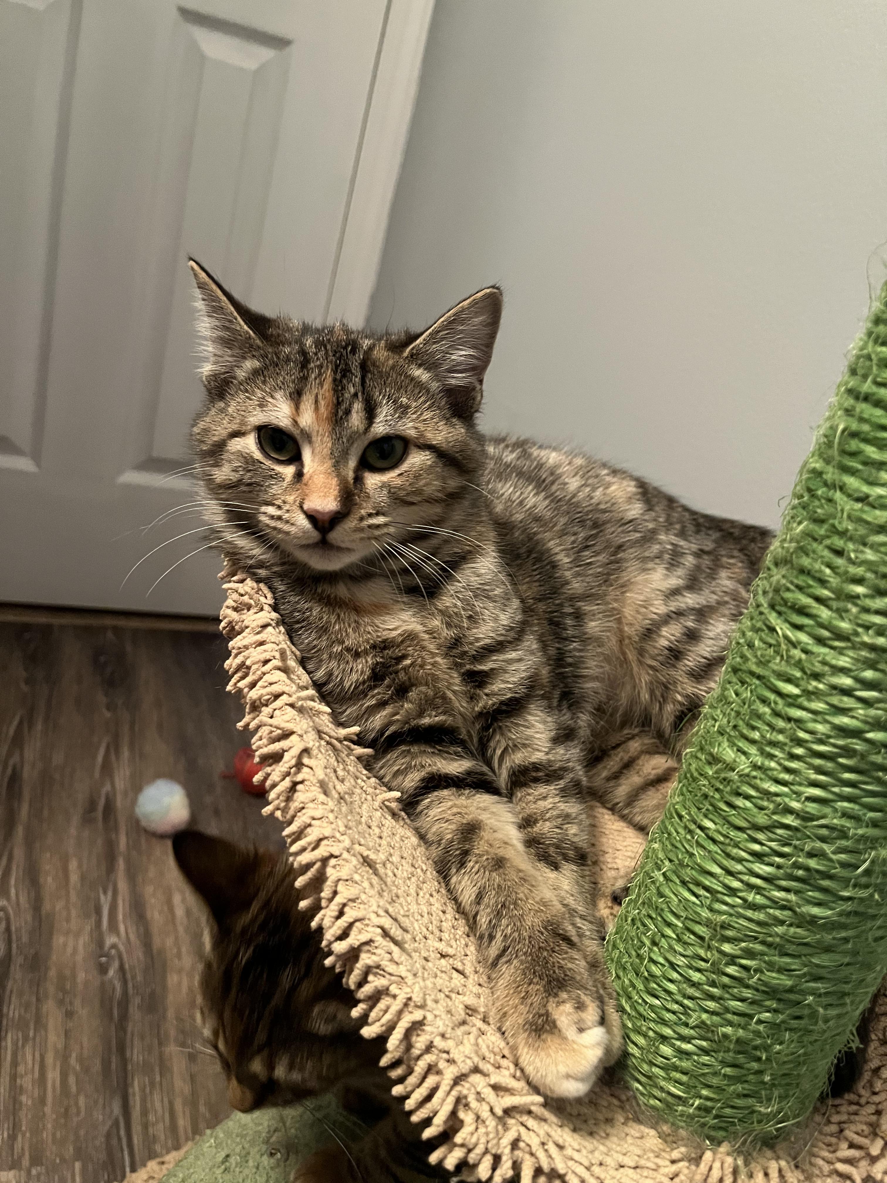 Enlarge Mika & Mira, a ADOPTABLE Domestic Short Hair in Grove City, OH image 3/4