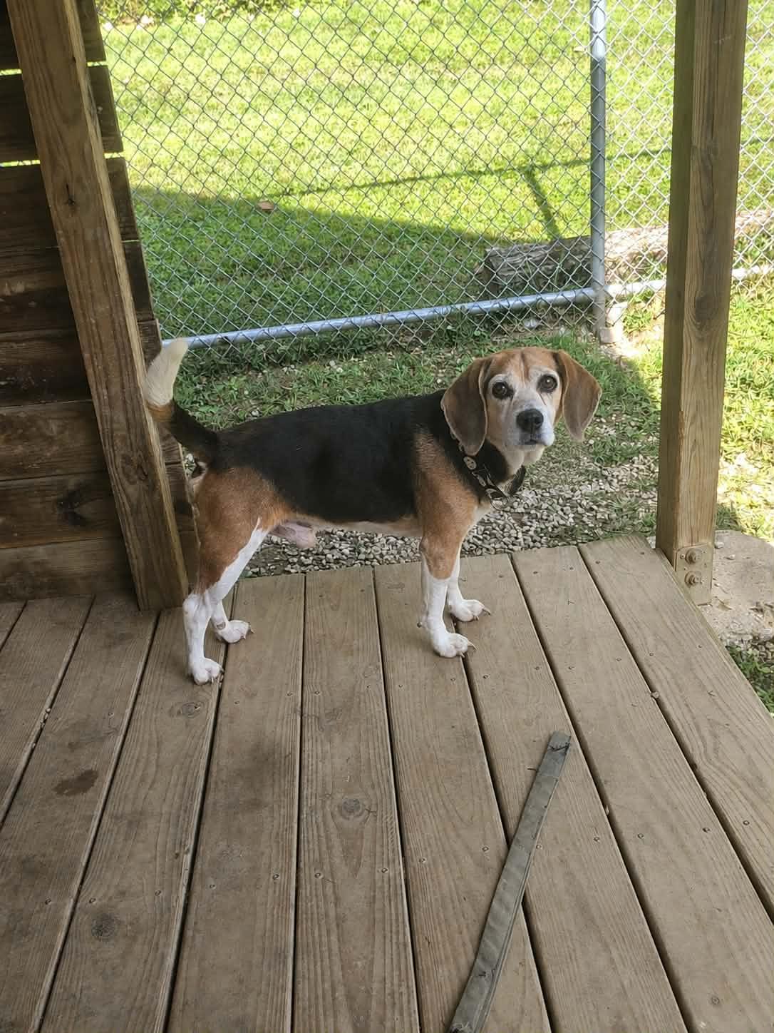 Jack, Adoptable, Senior Male Beagle.