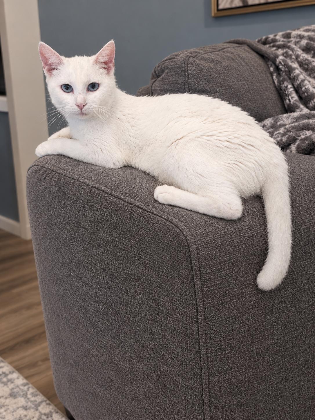 Enlarge CoCo Chanel, a Adoptable mixed breed in Claridge, PA image 1/2