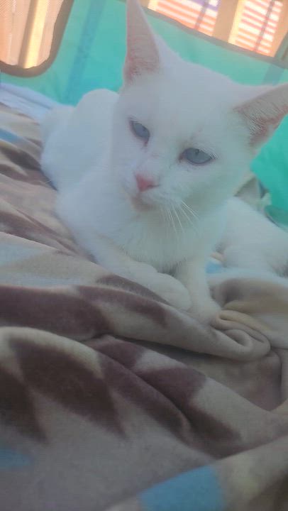 Enlarge CoCo Chanel, a Adoptable mixed breed in Claridge, PA video 2/2
